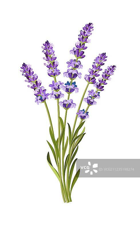 薰衣草背景图片素材