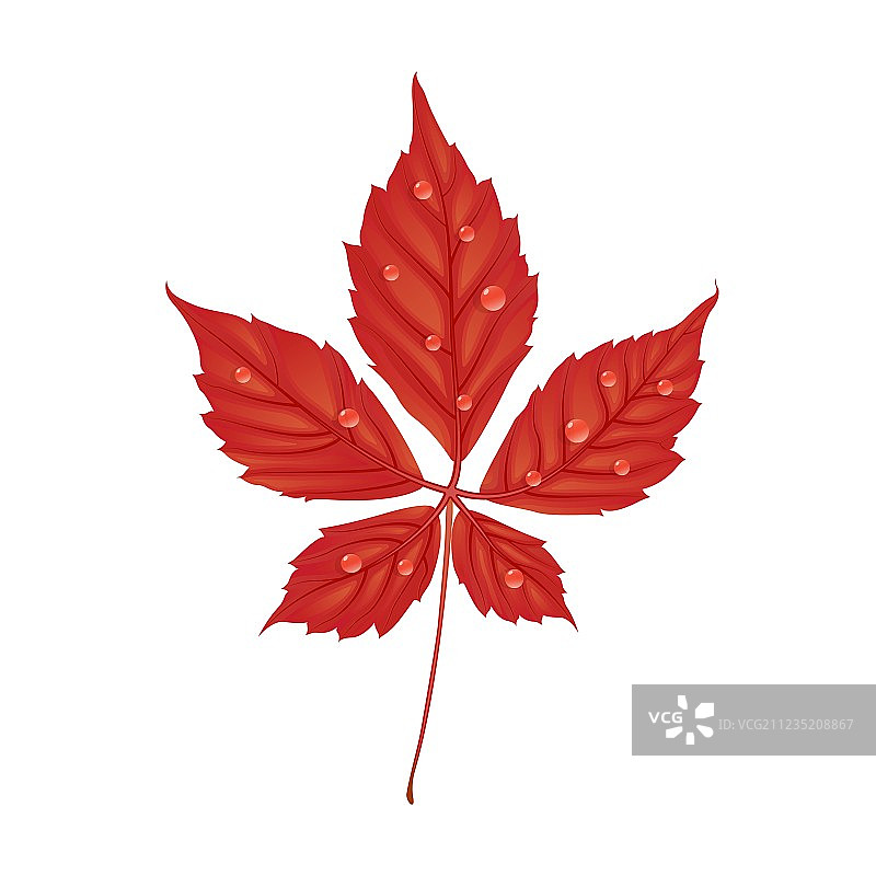 卡通风格的秋季葡萄藤图片素材