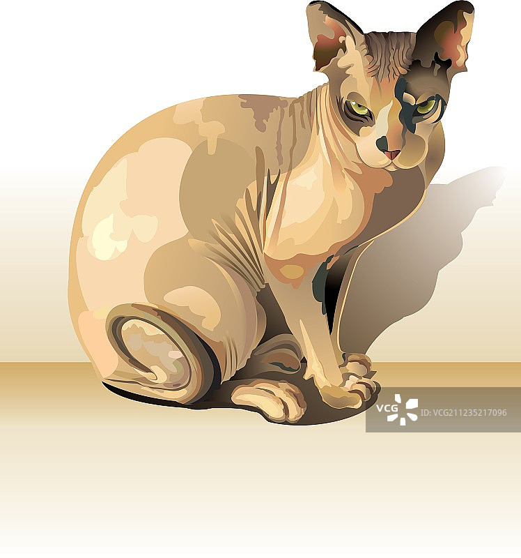 Sphynx猫图片素材
