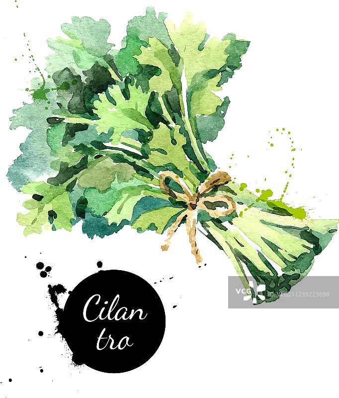 水彩手绘香菜束，孤立的生态图片素材