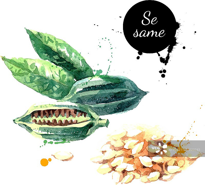 水彩手绘芝麻图片素材