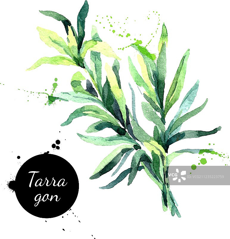水彩手绘龙蒿图片素材
