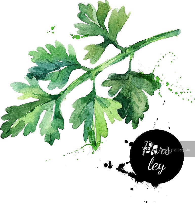 水彩手绘欧芹有机素材图片素材