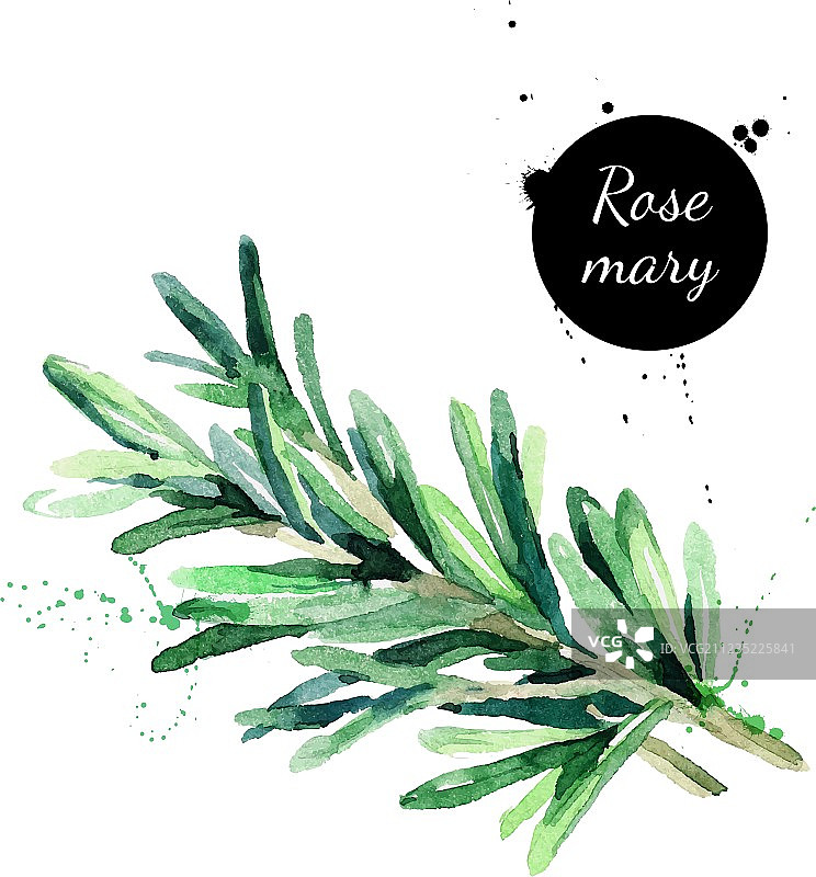 水彩手绘迷迭香枝条图片素材