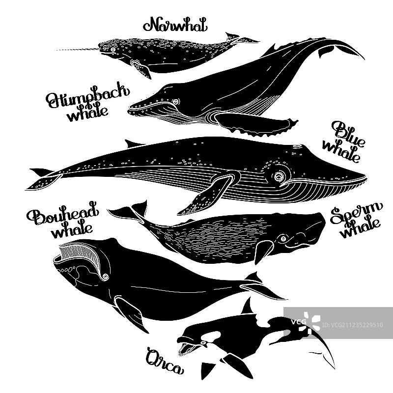 图形鲸鱼合集图片素材