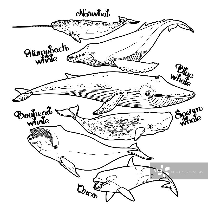 图形鲸鱼合集图片素材