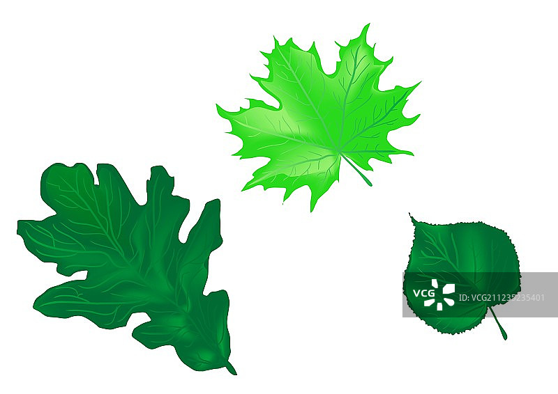 橡树、枫树、菩提树叶图片素材