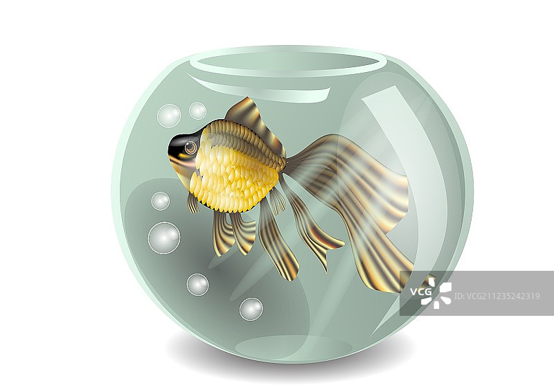 金鱼图片素材