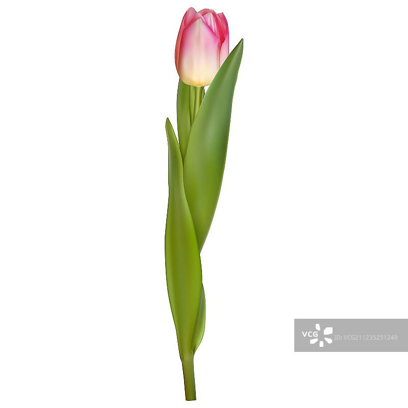 白色背景上的新鲜粉色郁金香EPS 10图片素材
