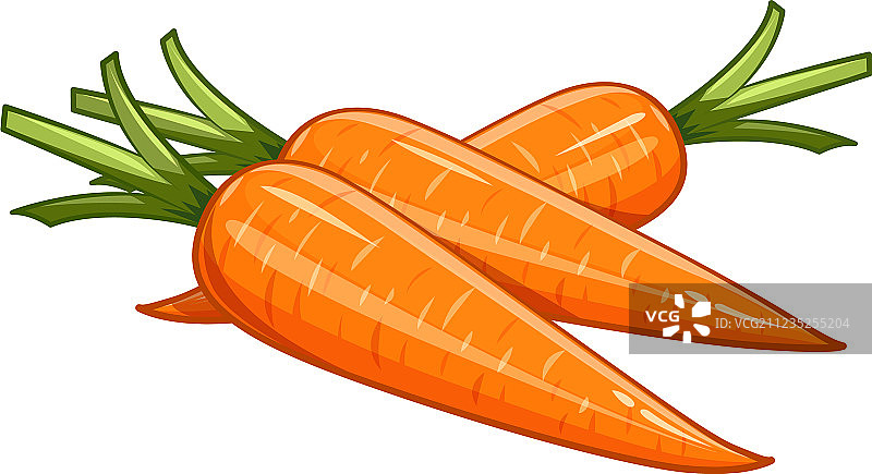胡萝卜eps10图片素材