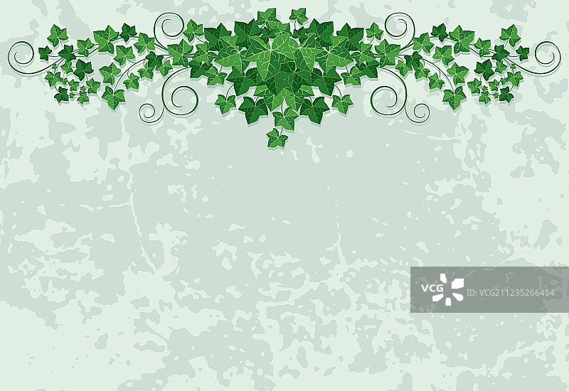 常春藤墙图片素材