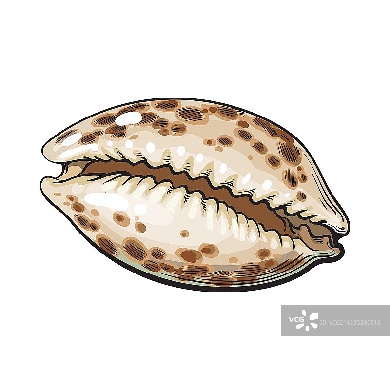 彩色海贝壳素描风格图片素材