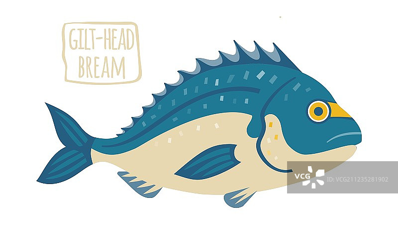 金头鲷图片素材