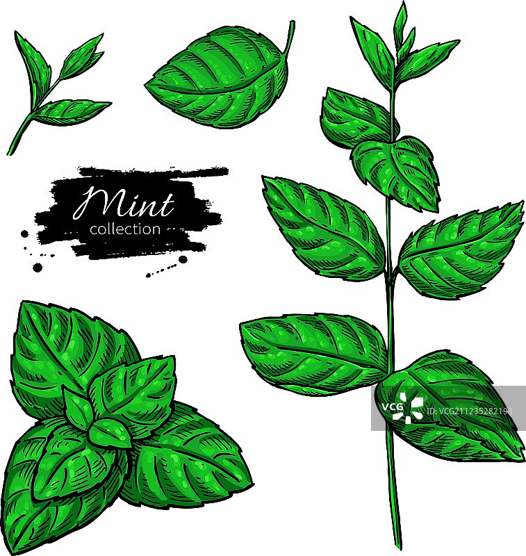 薄荷绘画素材：独立植物与树叶图片素材