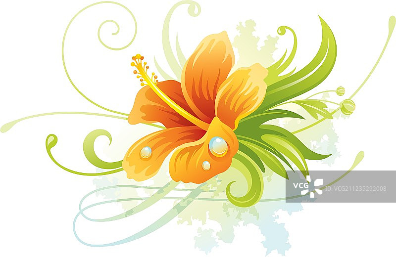 橙色芙蓉花图片素材