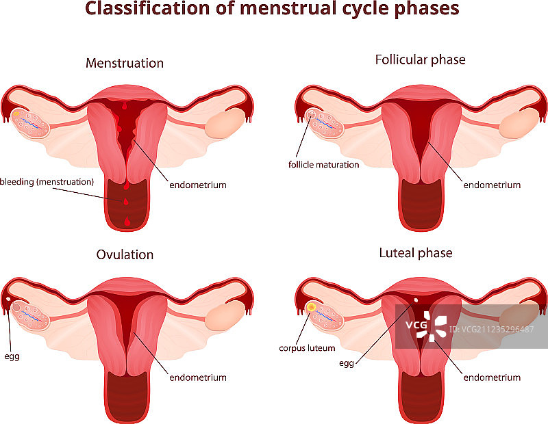 女性生殖系统图片素材
