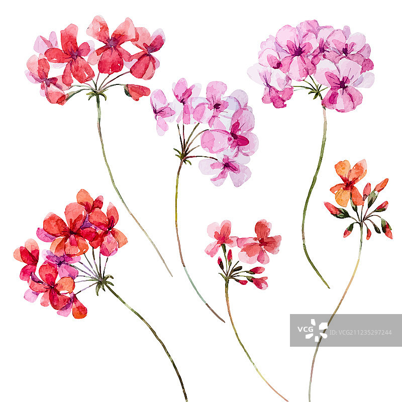 水彩天竺葵花卉组合图片素材