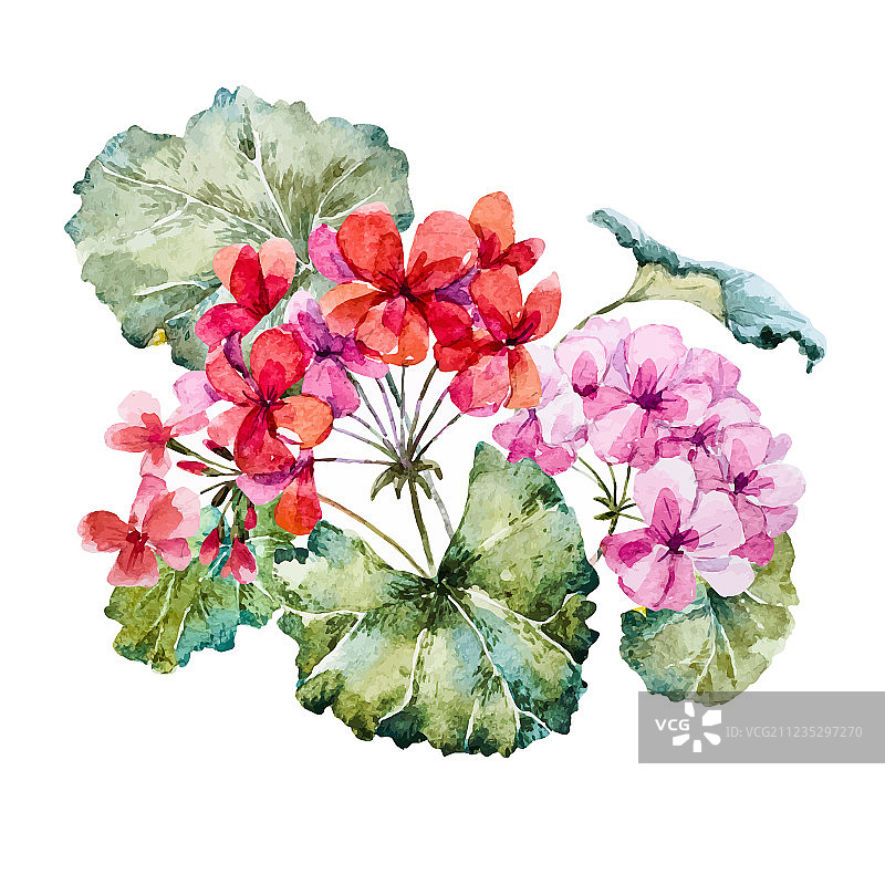 水彩天竺葵构图图片素材
