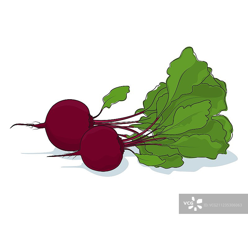 白色背景上的甜菜根蔬菜图片素材