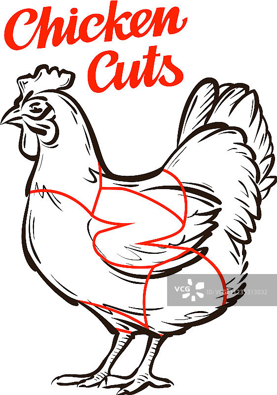肉鸡分割图或屠宰图图片素材