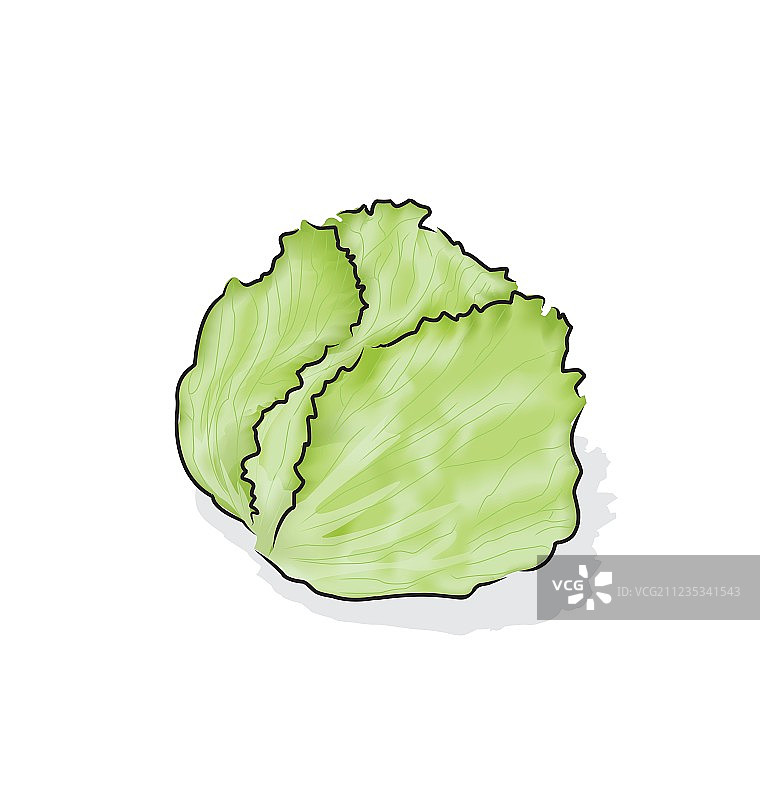 球生菜图片素材