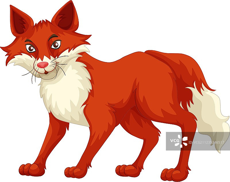 站立的红色毛皮狐狸图片素材