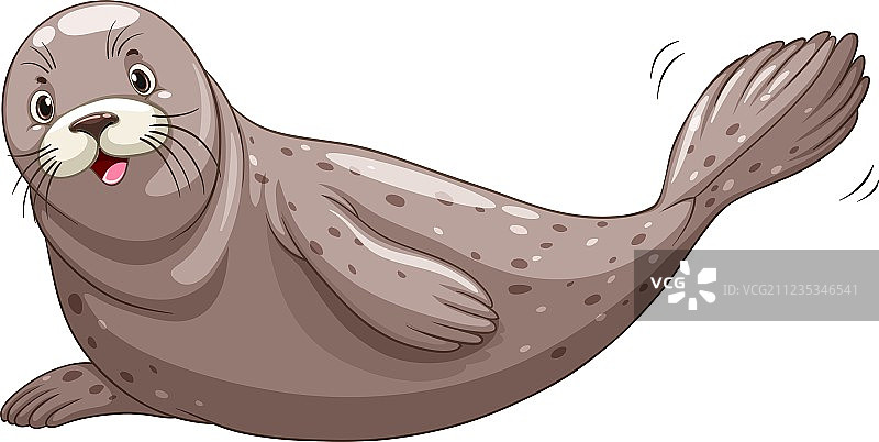 灰色皮肤的海豹图片素材
