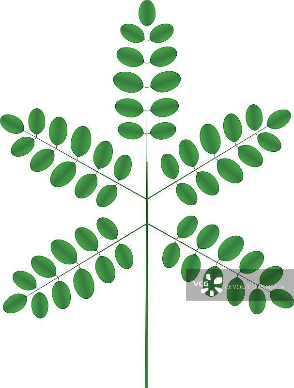 金合欢树枝图片素材