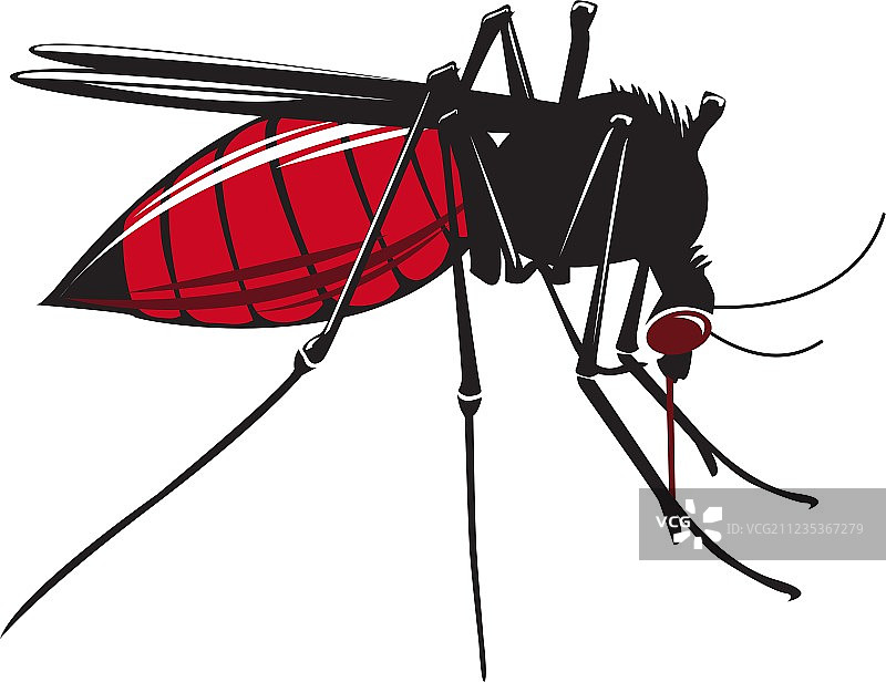 蚊子吸血，白色背景图片素材