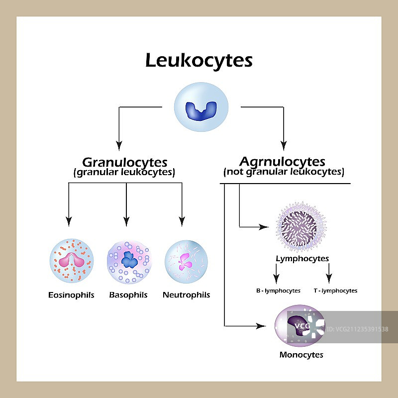 白细胞类型信息图图片素材