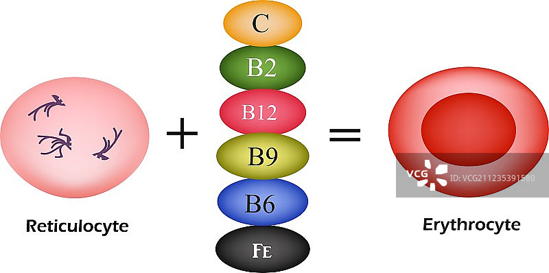 维生素对红细胞发育至关重要图片素材