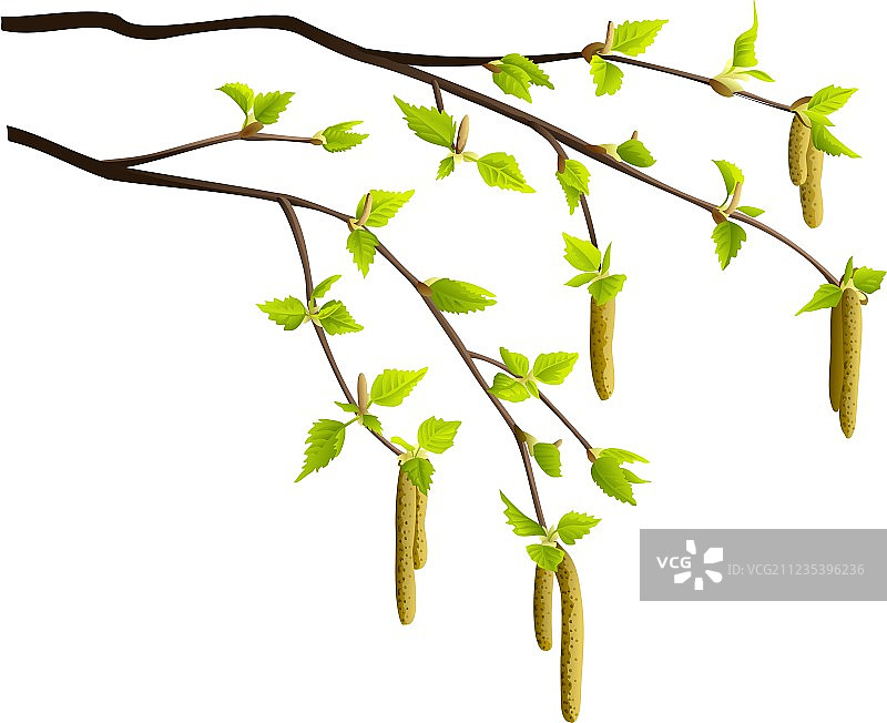 изолированные春季白桦树枝图片素材