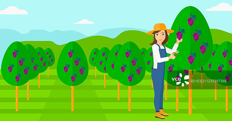 农民采摘葡萄图片素材