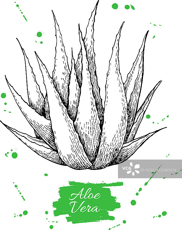 手绘植物芦荟雕刻图片素材