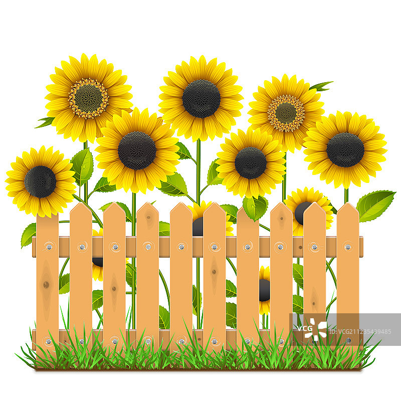向日葵旁的木栅栏图片素材