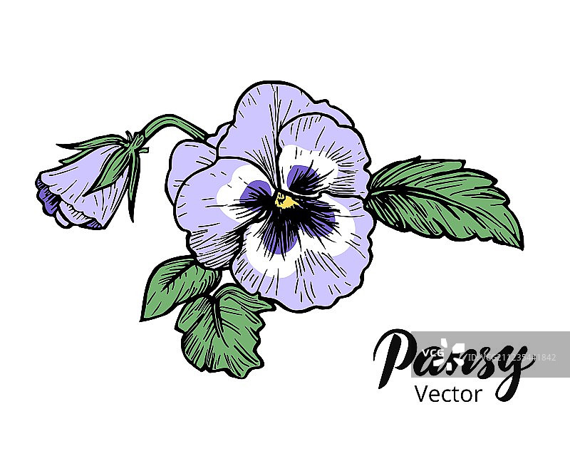 手绘三色堇图片素材