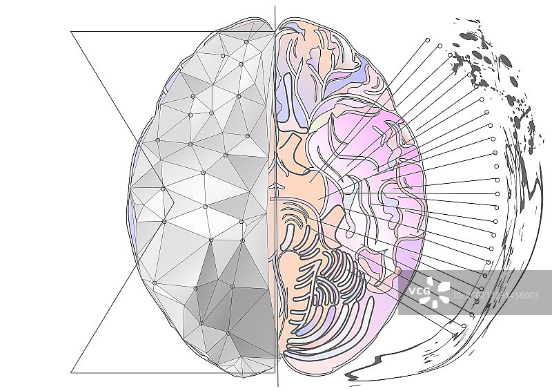 大脑半球图片素材