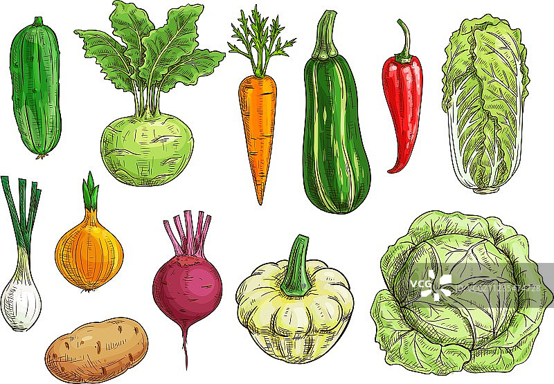 用于食品设计的蔬菜独立草图集图片素材