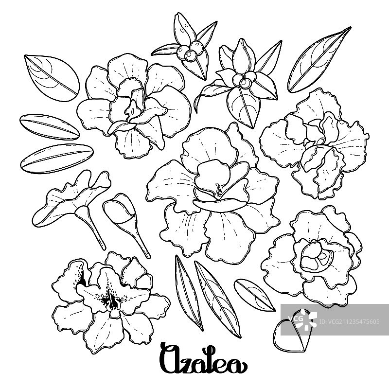 杜鹃花叶合集图片素材