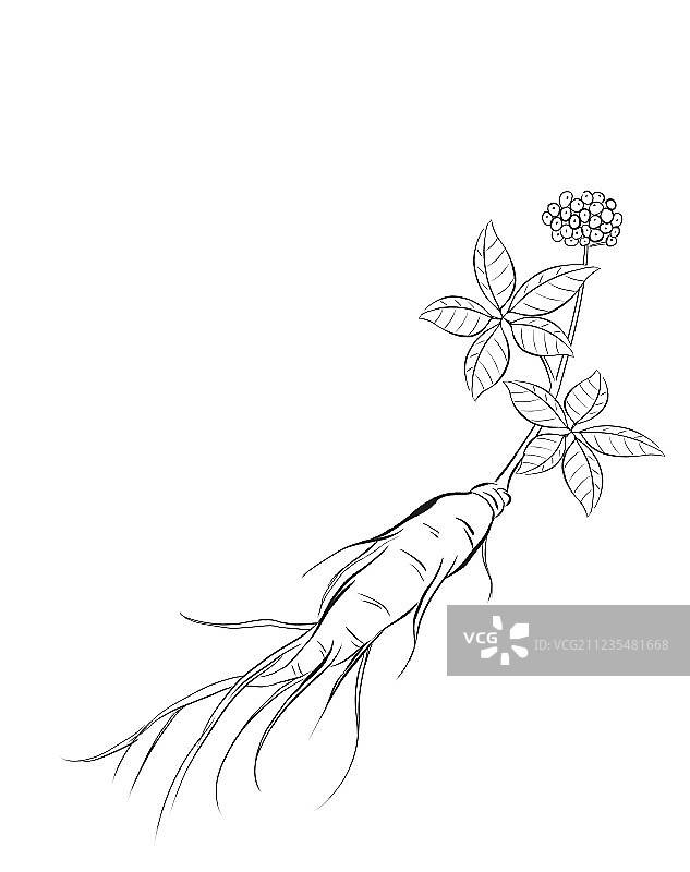 人参线稿图片素材