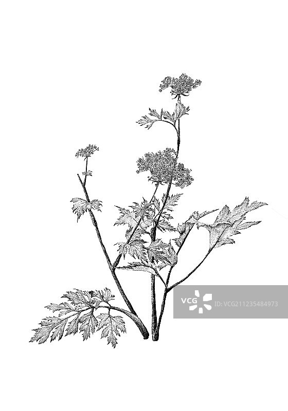 白芷图片素材