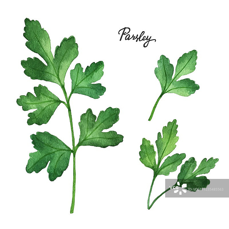 水彩欧芹枝叶图片素材