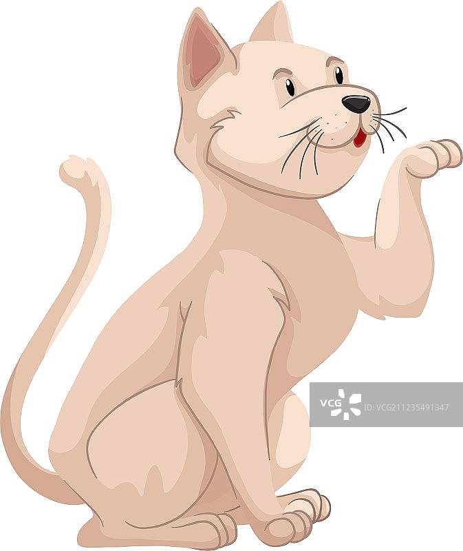 白色皮毛小猫图片素材