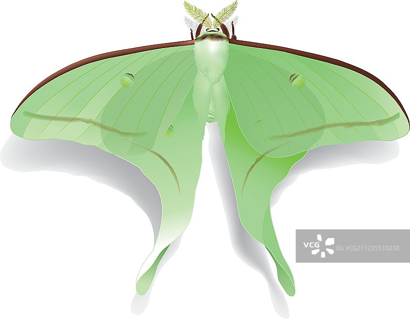 阿耳忒弥斯蝴蝶图片素材