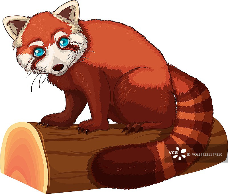 红熊猫图片素材