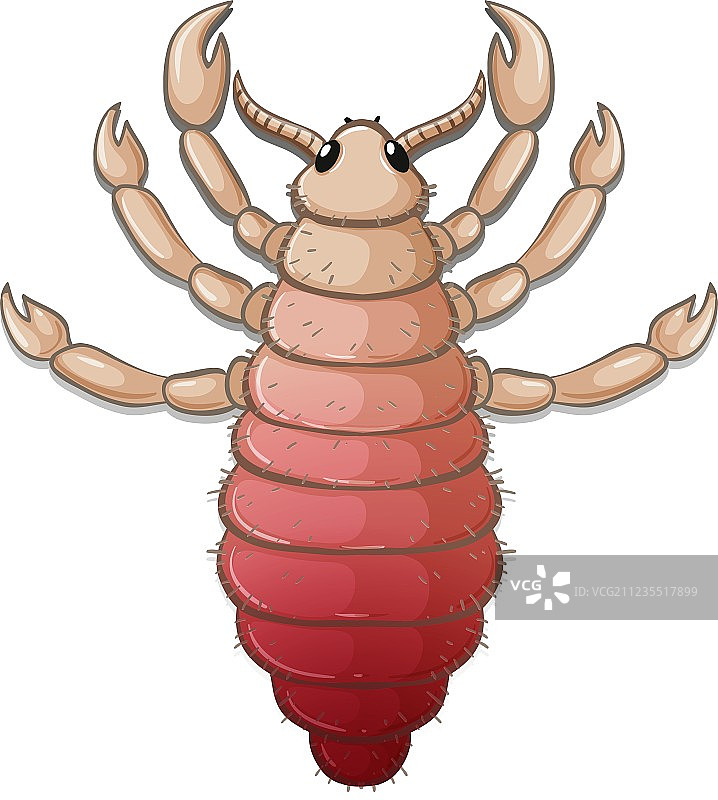 虱子图片素材