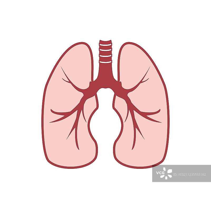 人类肺部图片素材