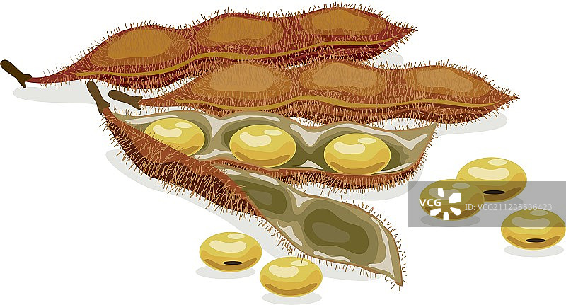 逼真风格大豆矢量图图片素材