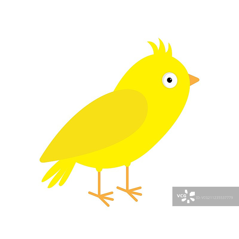 黄色羽毛的金丝雀，白色背景图片素材