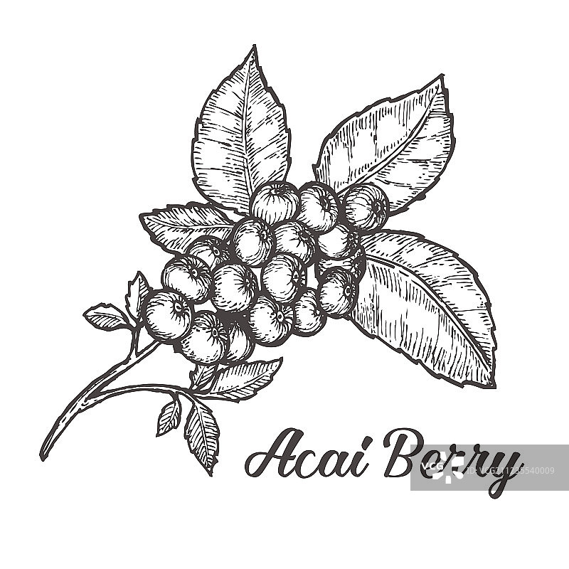 巴西莓有机超级食品成分图片素材